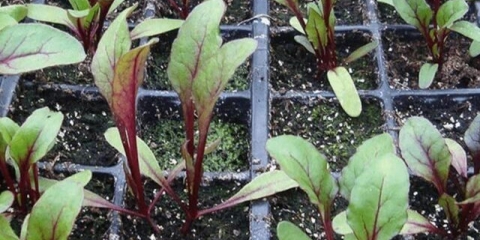 Sadnice repe: sadnja i njega, kako saditi na otvorenom tlu